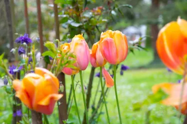 Gartenimpressionen II