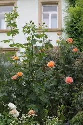 Außenansicht 3
