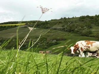 Blick auf Auen (© Landgasthof-Pension "Zum Jäger aus Kurpfalz")