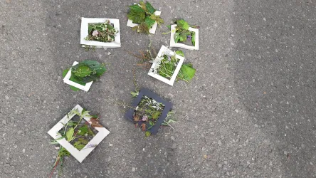 Eine Gruppe von Pflanzen, die in weißen und schwarzen Rahmen angeordnet sind, liegt auf einem grauen Asphaltboden. Die Rahmen sind mit grünen Blättern und kleinen Blumen gefüllt.