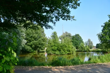 Ein ruhiger Teich umgeben von grünen Bäumen. Der Himmel ist klar und blau.