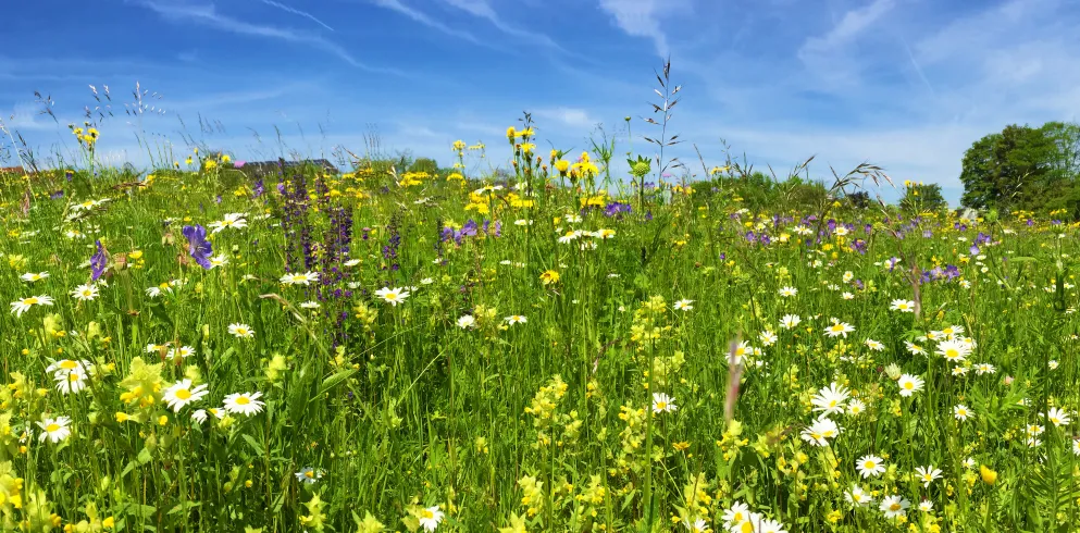 Landschaft