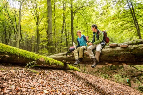 Sagenhafter Waldpfad