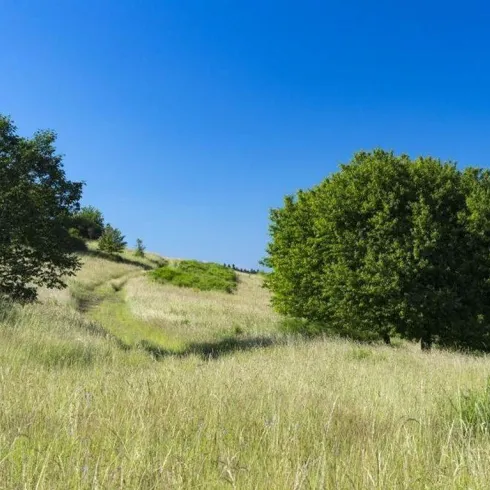 Eine malerische Landschaft mit hohen Gräsern und einigen Bäumen. Der klare blaue Himmel sorgt für eine ruhige Atmosphäre.