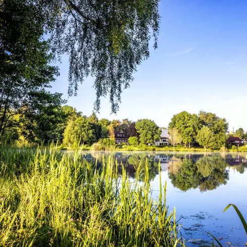 Ein ruhiger See umgeben von Bäumen und hohem Gras. Die Wasseroberfläche spiegelt die Natur und das klare blaue Himmel wider.