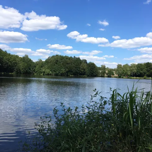 Ein ruhiger See umgeben von Bäumen und üppigem Grün. Der Himmel ist klar und blau mit einigen weißen Wolken.