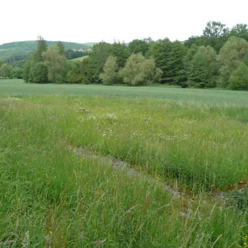 Eine grüne Wiese mit hohem Gras und einigen Bäumen im Hintergrund. Die Landschaft ist ruhig und idyllisch.