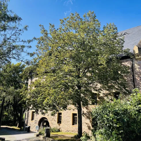 Ein historisches Gebäude aus Stein mit großen Fenstern und einem grünen Baum im Vordergrund. Der Himmel ist blau und wolkenlos.