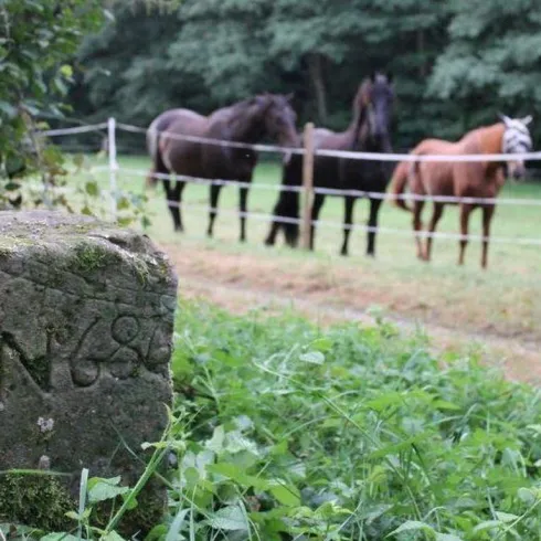 Ein grünes Feld mit mehreren Pferden im Hintergrund. Im Vordergrund steht ein alter Stein mit einer Gravur.