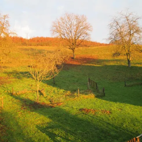 Blick in den Garten