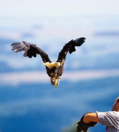 Wohnmobilstellplatz Wildpark