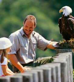 Wildpark & Geifvogelzoo